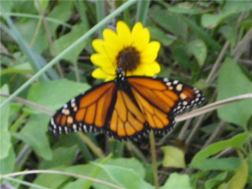 Butterfly