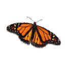 Butterfly Butterfly